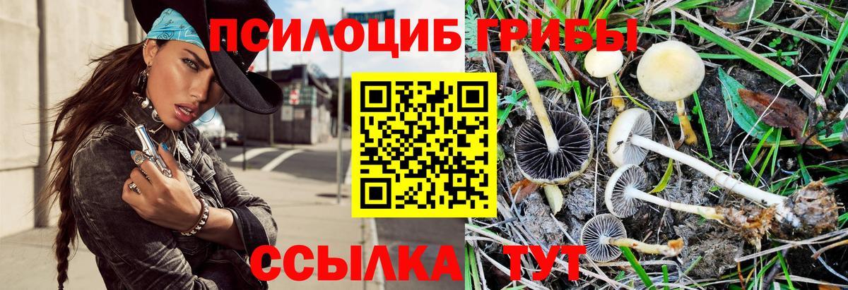 сколько стоит  Вход с VPN  Псилоцибиновые грибы Cubensis  Алатырь  Псилоцибиновые грибы мицелий 